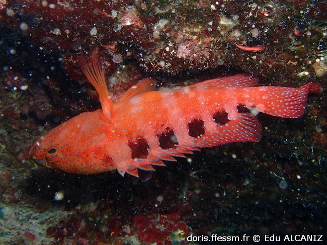 cephalopholis-sexmaculata_ea1