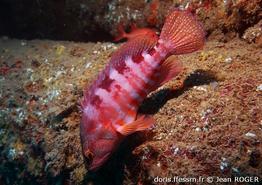 cephalopholis-sexmaculata_jr1