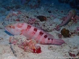 cephalopholis-sexmaculata_km1