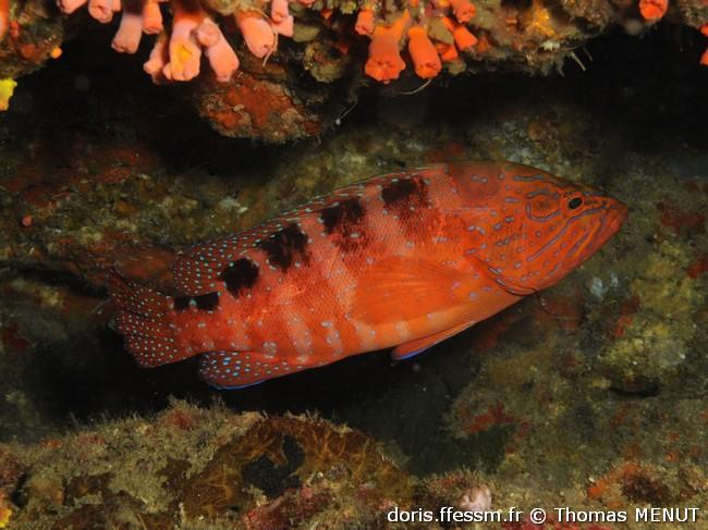 cephalopholis-sexmaculata_tm1