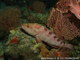 cephalopholis-sexmaculatu_ed1