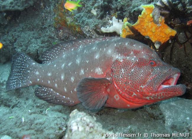 cephalopholis-sonnerati