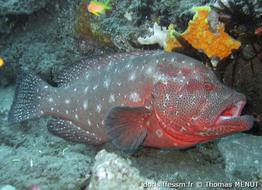 cephalopholis-sonnerati