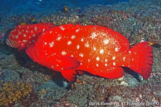 cephalopholis sonnerati_fl1