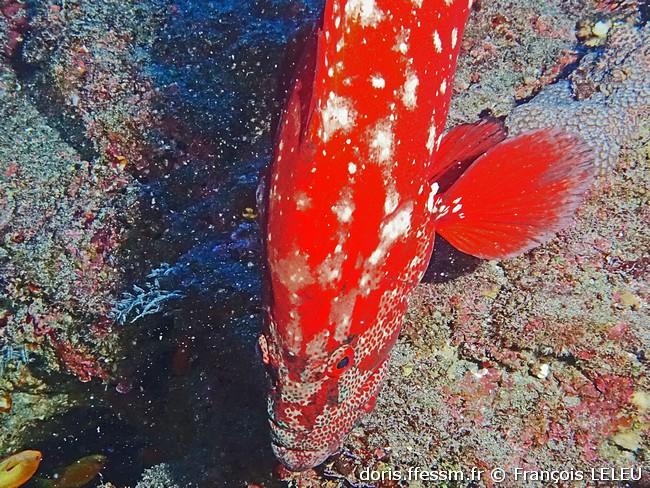 cephalopholis-sonnerati_fl2