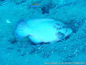 cephalopholis-sonnerati_of1
