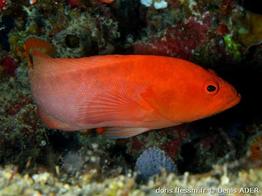 cephalopholis-spiloparaea_da1