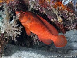 cephalopholis-spiloparaea_da2