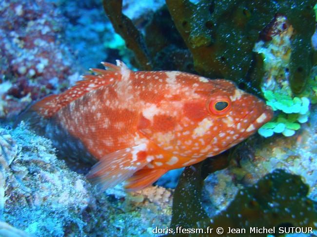 cephalopholis-spiloparaea_jms2