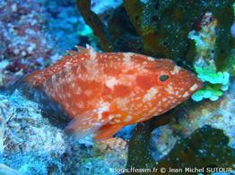 cephalopholis-spiloparaea_jms2