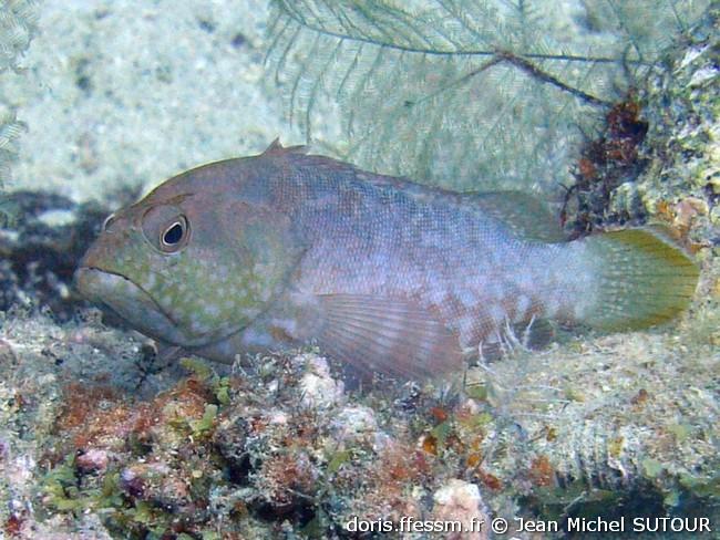 cephalopholis-spiloparaea_jms3