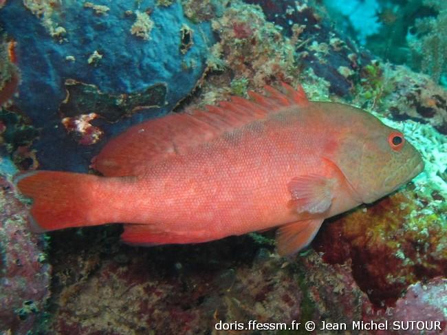cephalopholis-spiloparaea_jms4