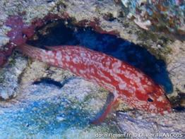 Cephalopholis-spiloparaea_of1
