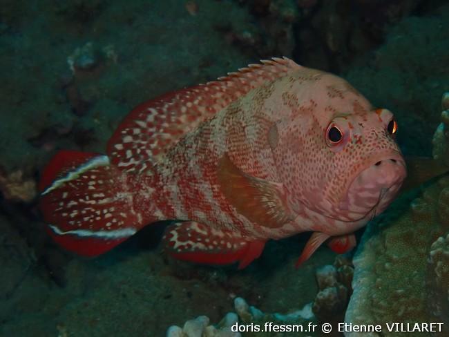 cephalopholis-urodeta_ev1