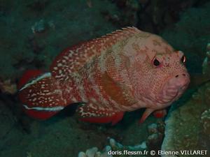 cephalopholis-urodeta_ev1