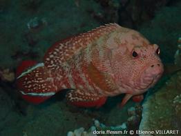 cephalopholis-urodeta_ev1