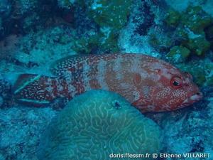 cephalopholis-urodeta_ev2