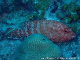 cephalopholis-urodeta_ev2