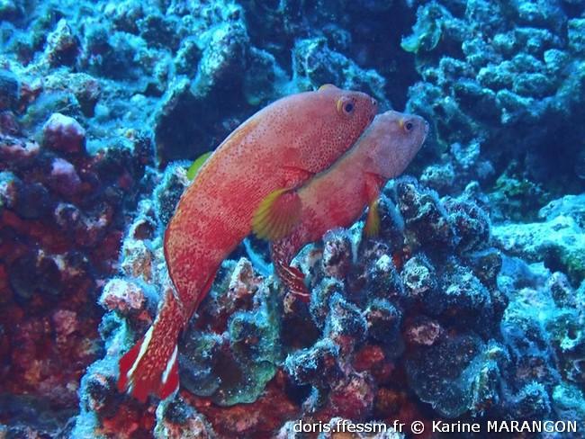 cephalopholis-urodeta_km1