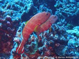cephalopholis-urodeta_km1