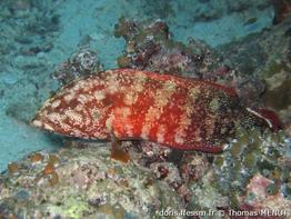 cephalopholis-urodeta_tm1