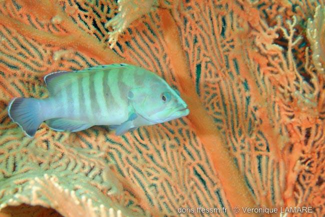 cephalopholis_boenak-vl2