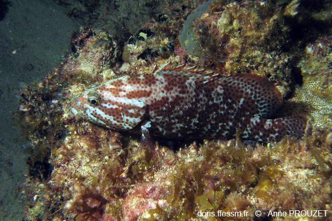 Cephalopholis_cruentata-apr1