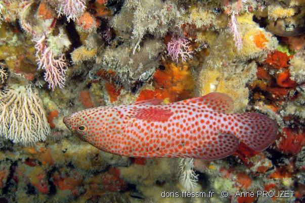 Cephalopholis_cruentata-apr2