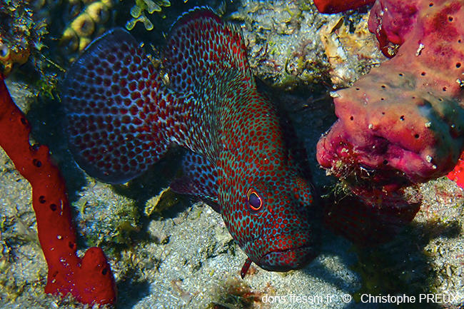 Cephalopholis_cruentata-cp1