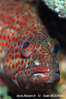 Cephalopholis_cruentata-gmd1