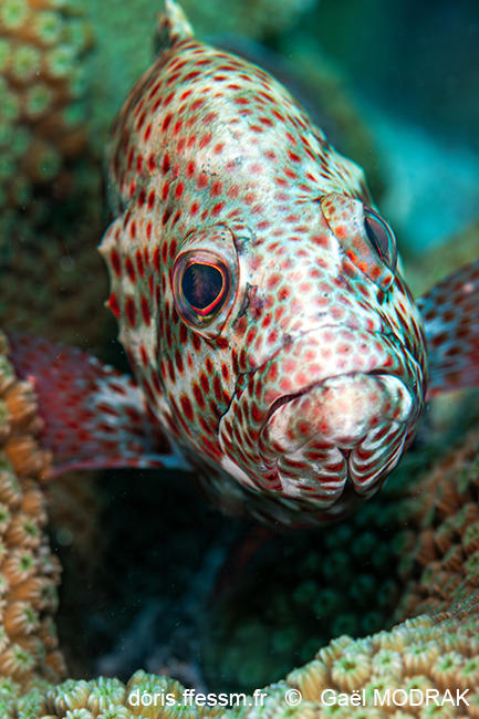 Cephalopholis_cruentata-gmd2