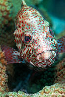 Cephalopholis_cruentata-gmd2