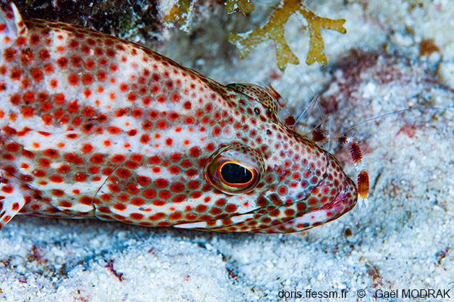 Cephalopholis_cruentata-gmd3