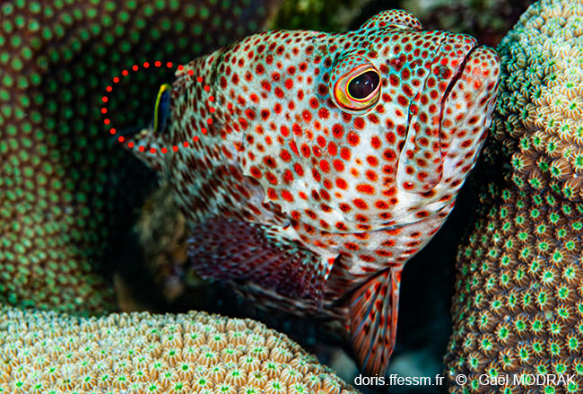 Cephalopholis_cruentata-gmd4