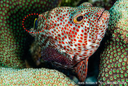 Cephalopholis_cruentata-gmd4