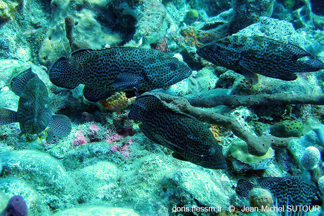 Cephalopholis_cruentata-jms1