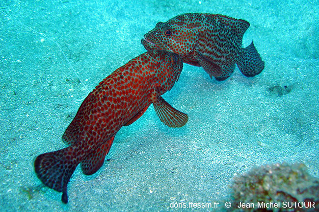 Cephalopholis_cruentata-jms2