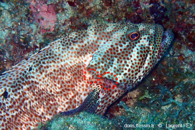Cephalopholis_cruentata-lf1