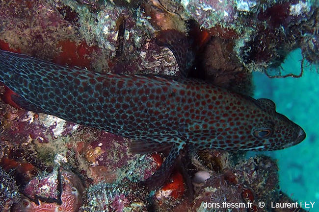 Cephalopholis_cruentata-lf2