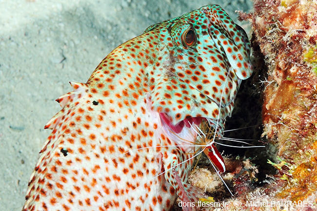 ​Cephalopholis_cruentata-mb1