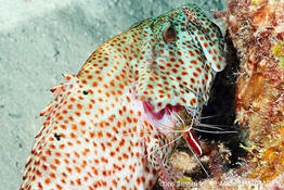 ​Cephalopholis_cruentata-mb1