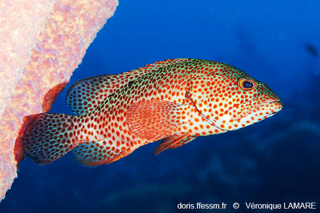 Cephalopholis_cruentata-vl1