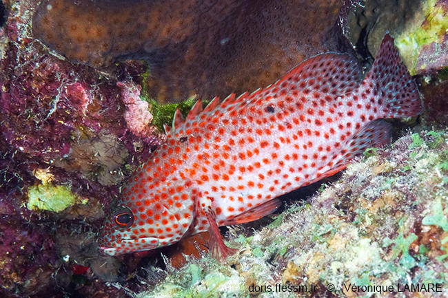 Cephalopholis_cruentata-vl2