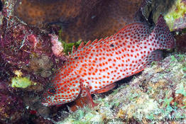 Cephalopholis_cruentata-vl2