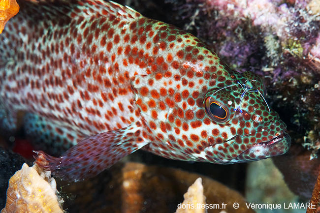 Cephalopholis_cruentata-vl3