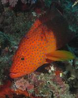 cephalopholis_miniata-ap12