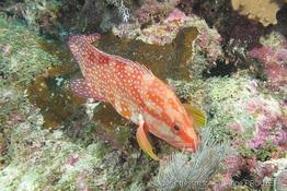 cephalopholis_miniata-ap9
