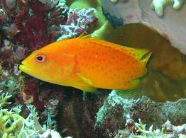 cephalopholis_miniata-slb15