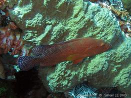 cephalopholis_miniata-slb4