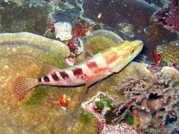cephalopholis_sexmaculata-slb1